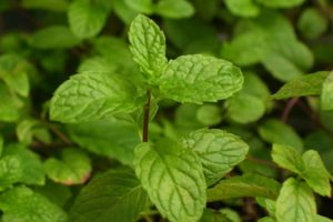 Descripción de la variedad de menta inglesa, características de cultivo y cuidado.