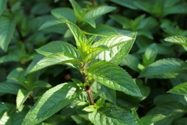 mauvaises herbes insidieuses