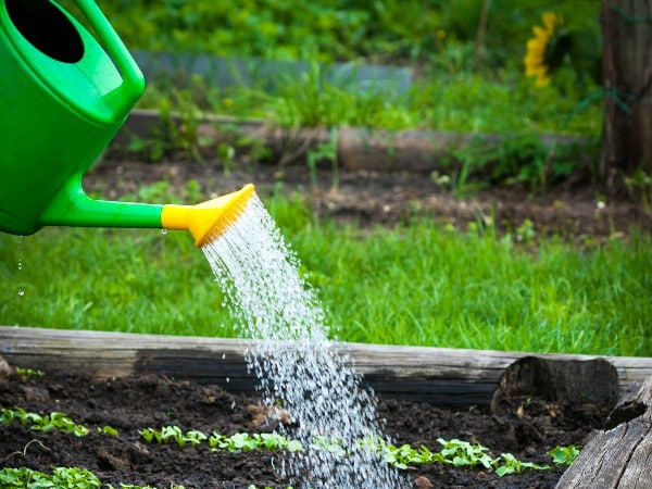 watering crops