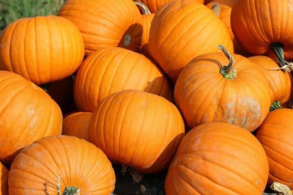 pumpkins in the garden