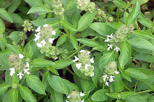 plantes d'intérieur