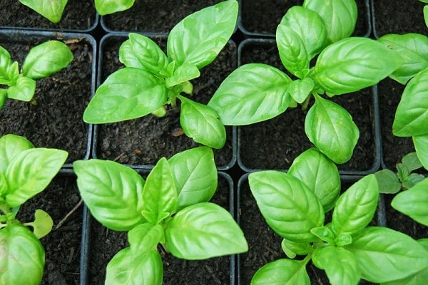 basil stalks