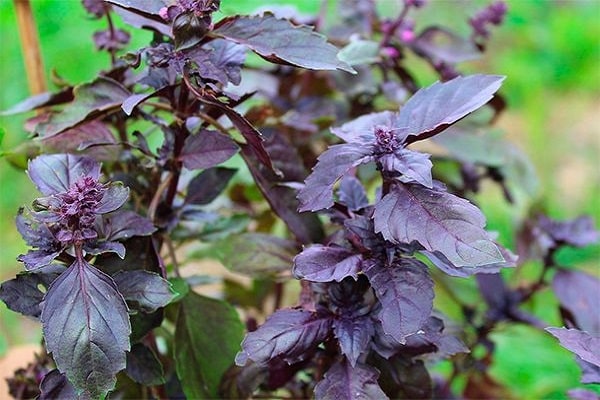 plante violette