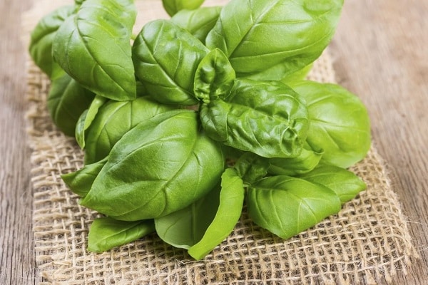 Types and description of the best varieties of basil, their cultivation in the open field