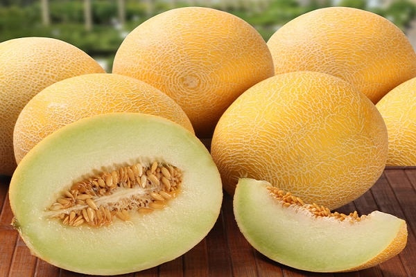 maladie du melon