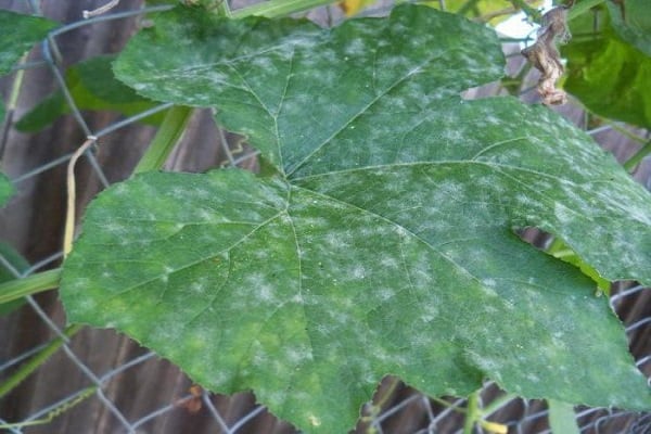 spraying leaves