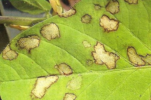 fruits and stems