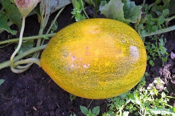 melón antracnosis