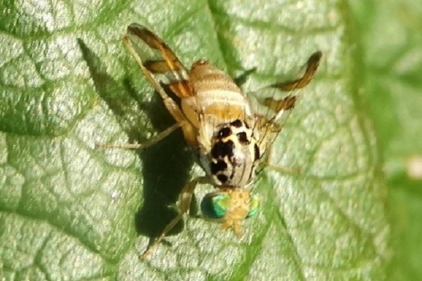  melón volar