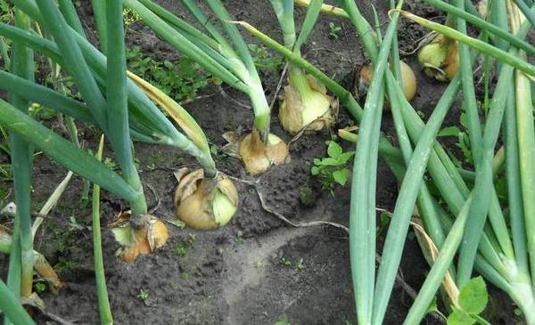 enfermedad de la cebolla en el jardín