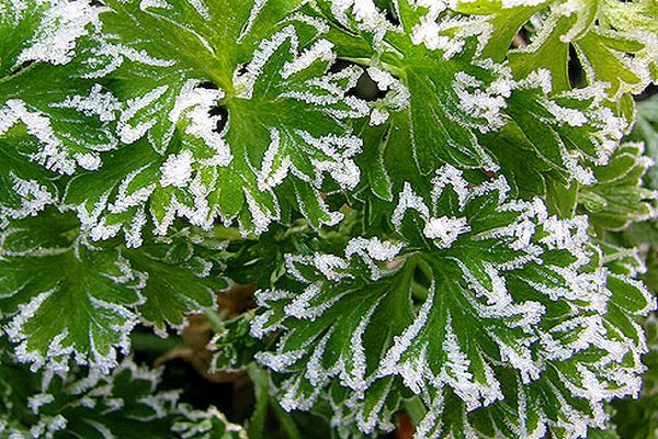 parsley disease