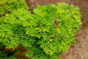 Tipos de enfermedades del perejil en el jardín, cómo tratarlas y qué hacer.