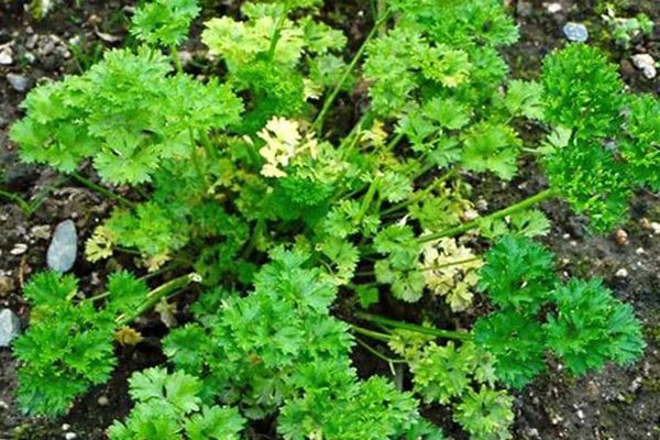 curly parsley