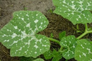 Tratamiento al aire libre de enfermedades de la calabaza y control de plagas.