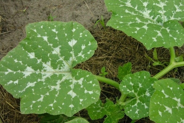 melones y calabazas