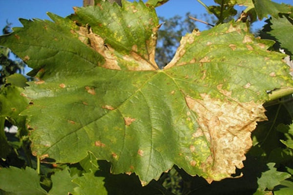 powdery mildew