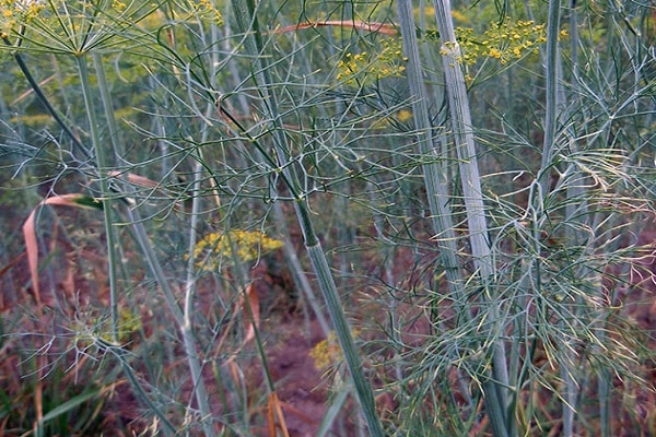 unripe seeds