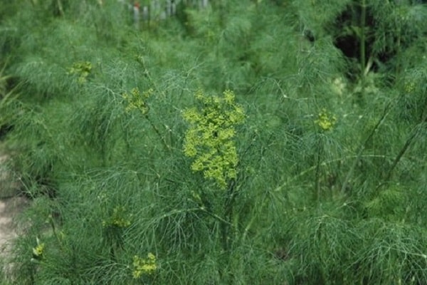 vegetable crops