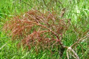 Description of diseases and pests of dill, treatment and control of them