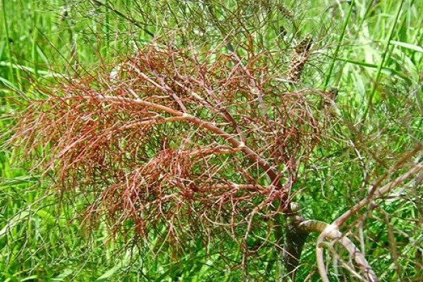 recipientes de plantas