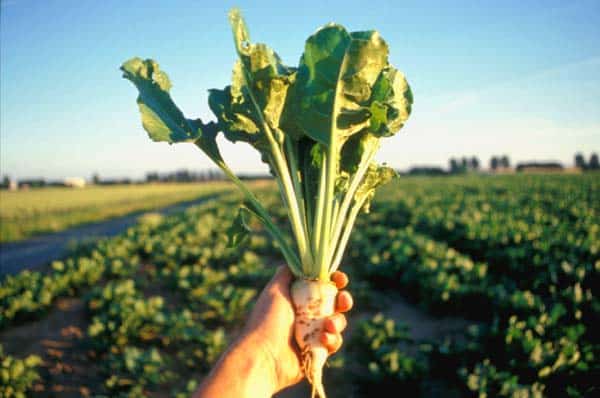 sugar beet in hand