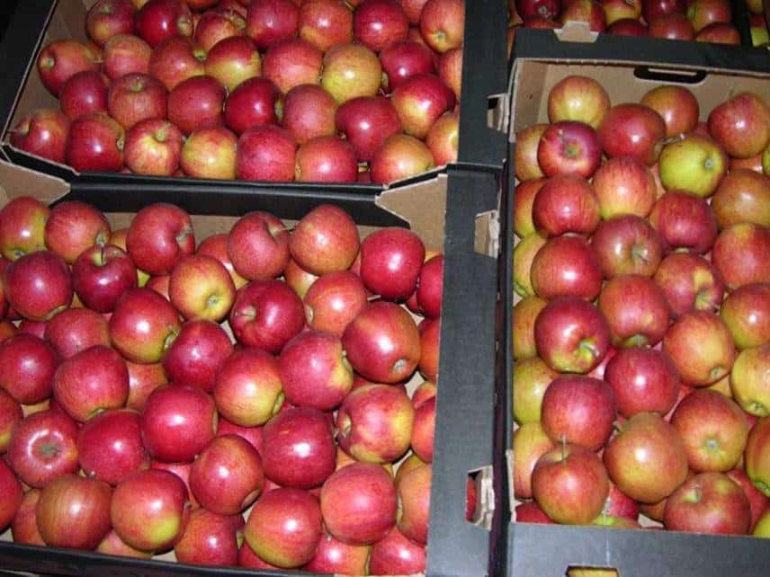 Preparing apples