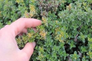 Growing, planting and leaving lemon thyme (thyme) from seeds