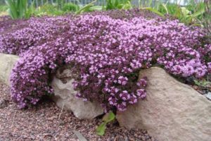 Thyme tumbuh (thyme) di ladang terbuka di wilayah Moscow