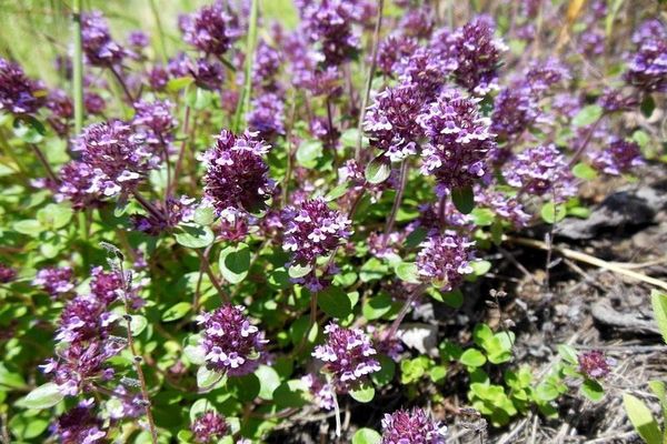 thyme di padang rumput