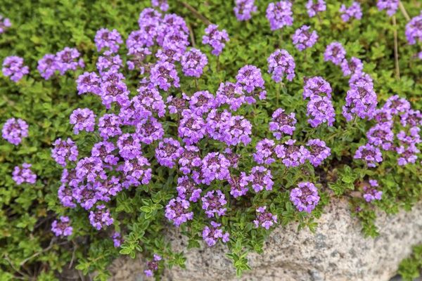 thyme in soil