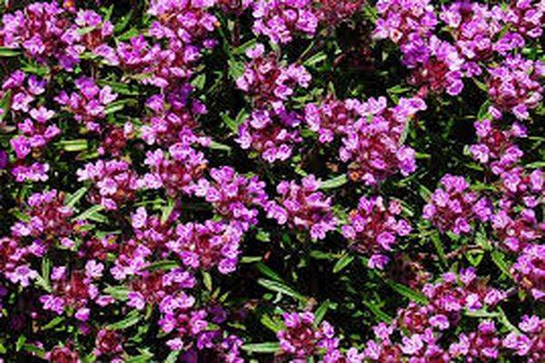 flowering thyme