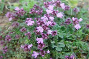 Tumbuh thyme di Ural, ciri penanaman dan penjagaan