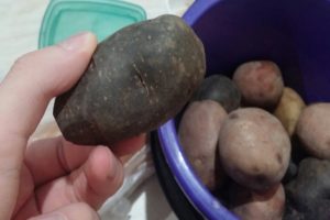 Descripción de variedades de papas negras, características de cultivo y cuidado.