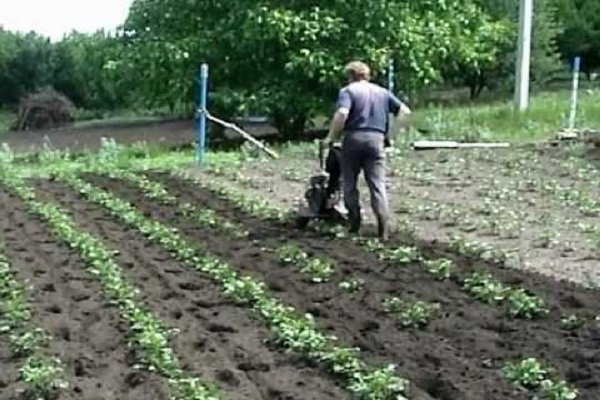 het verschijnen van ongedierte