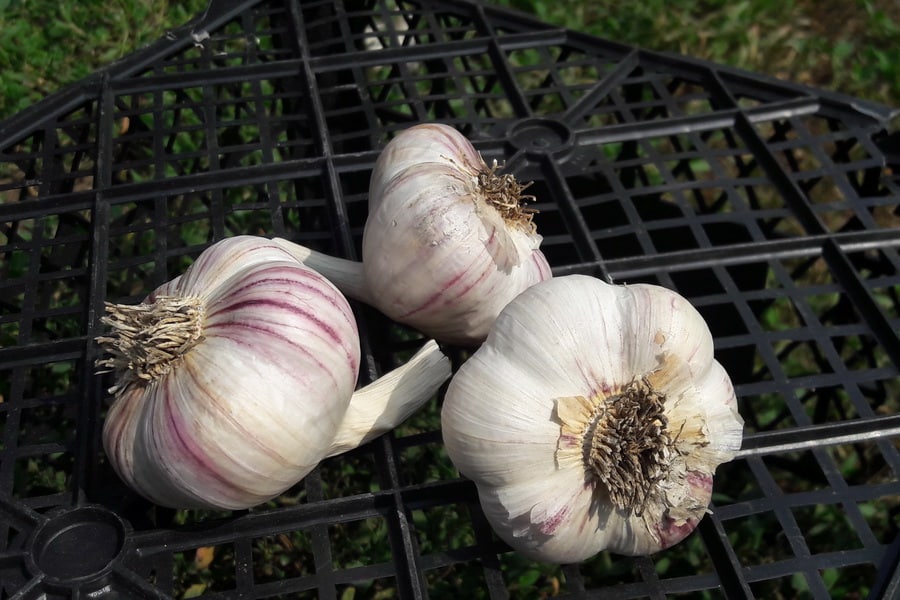 Bawang putih ungu Kharkov dari kebun