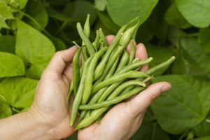 Que peut-on planter après les haricots l'année prochaine