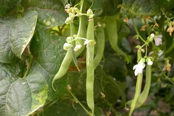 fundamentos de la tecnología agrícola