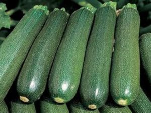 Description de la variété de courgettes Tsukesha, caractéristiques de culture et de stockage