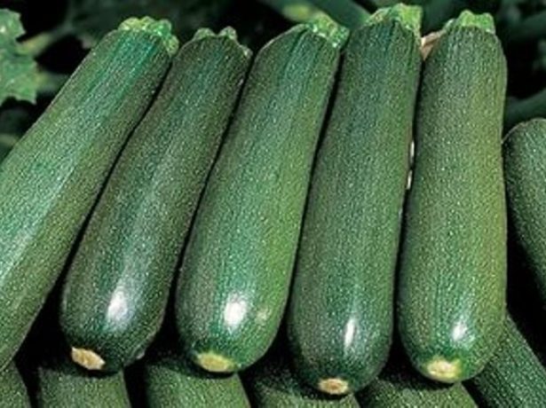 appearance of zucchini Tsukesh