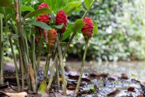 Tipos y cultivo de jengibre, dónde crece y cómo se ve en la naturaleza.