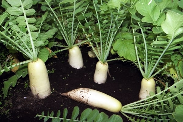 Daikon Dubinushka ulkona kentällä