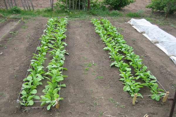 weed radish