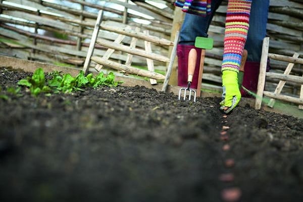 vegetable growers varieties