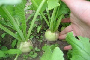 Description of the Daikon Sasha variety, its characteristics, cultivation and care