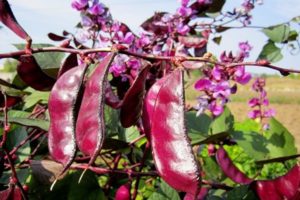 Description des variétés de haricots ornementaux, caractéristiques de culture, de plantation et d'entretien