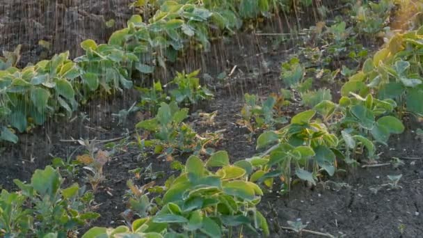 watering beans