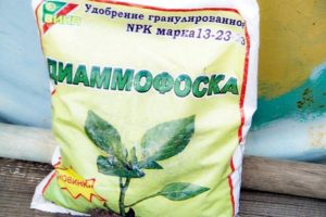 Composition and characteristics of Diammofosk fertilizer, use in the garden