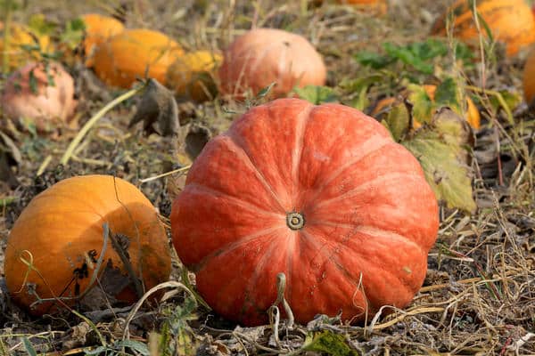 calabaza en el jardín