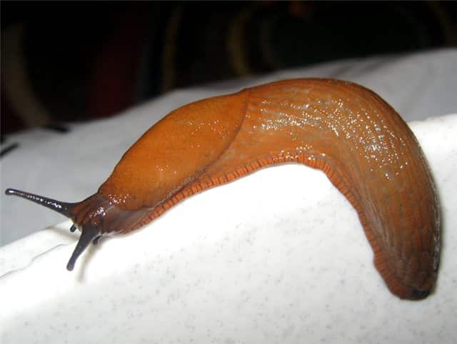 slug coklat