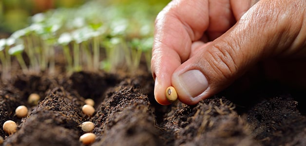 frijoles en la mano